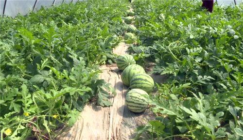 吃瓜网红事件贵州最新进展,真相揭晓，疑云逐步散去